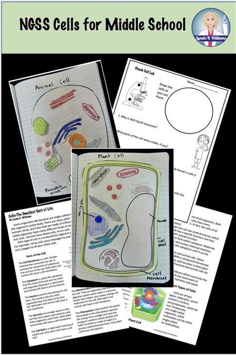 Fun Cell Parts and Function Activities for Middle School | Plant and animal cells, Animal cell ...