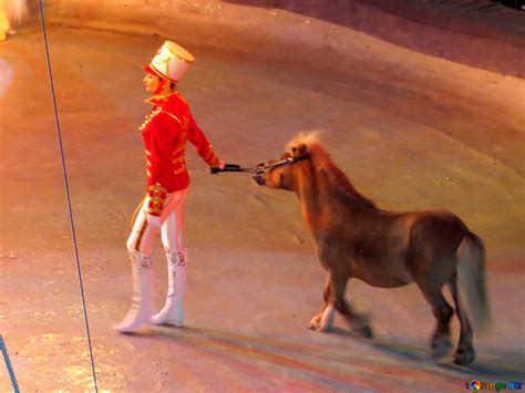 Poney de cirque image libre - № 15778