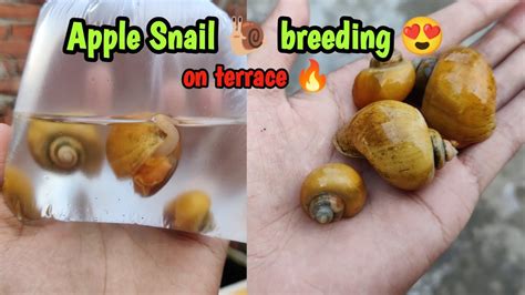 Apple Snail 🐌 breeding ke liye aagya hai 😍 #applesnail - YouTube