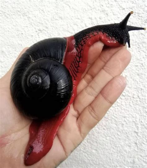 Meet The Fire Snail, The Rare Red & Black Slug From Malaysia - Indie88