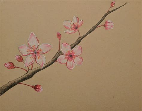 Realistic Cherry Blossom Tree Drawing