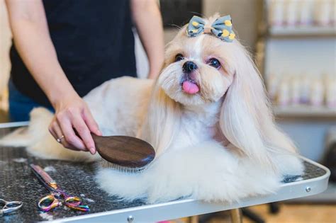 The Teddy Bear Cut: Your Shih Tzu’s Next Adorable Haircut – HairstyleCamp