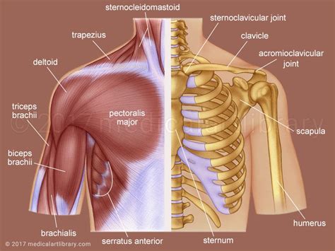 arm muscle anatomy diagram