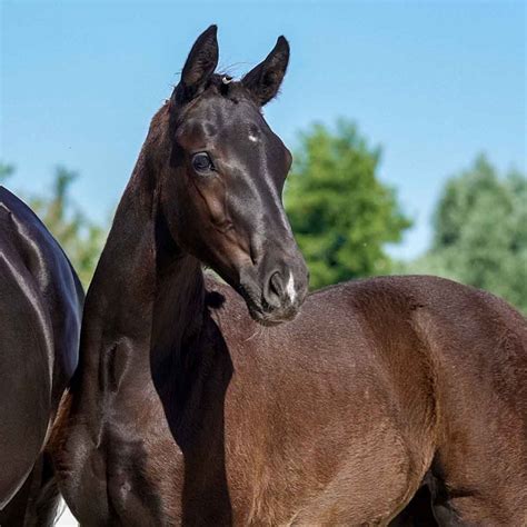 12th Westphalian Online-Auction - Foals for Dressage II | HORSE24