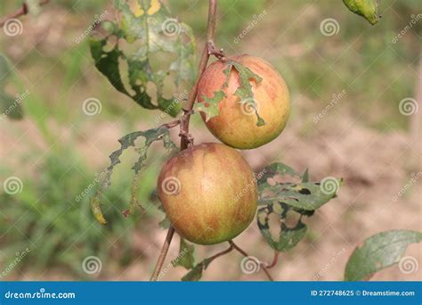 Tasty and Ripe Ziziphus Mauritiana Fruit on Tree in Farm Stock Image - Image of cash, herb ...