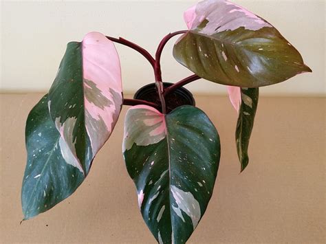 PHILODENDRON PINK PRINCESS *Rare Pink Variegated Aroid* NICE ONE Dark ...