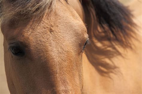 Eyes Of A Brown Horse Free Stock Photo - Public Domain Pictures