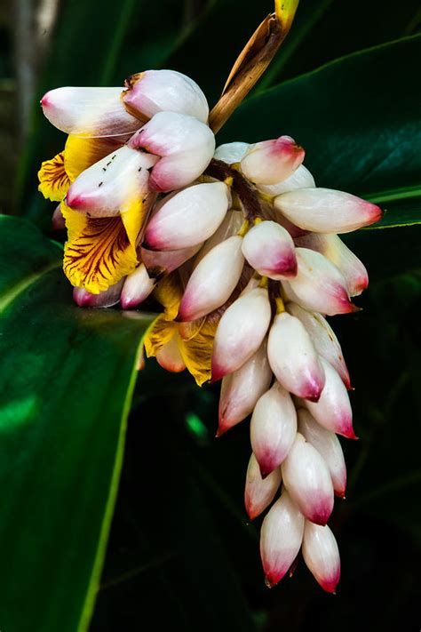 white Ginger flowers Photograph by Craig Lapsley - Pixels