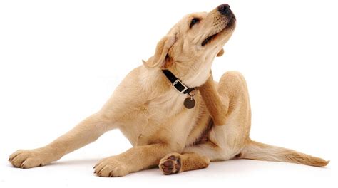 Fleas in Dogs: Home Remedies - BuzzSharer.com