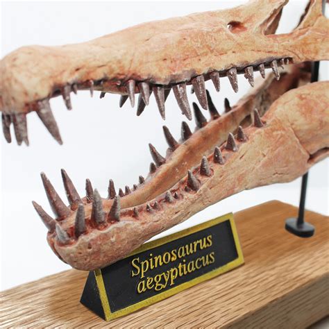 Spinosaurus Aegyptiacus Scaled Skull | ubicaciondepersonas.cdmx.gob.mx