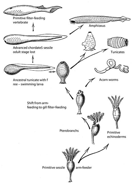 Romer's diagram on the probable course of chordate evolution. "From a... | Download Scientific ...