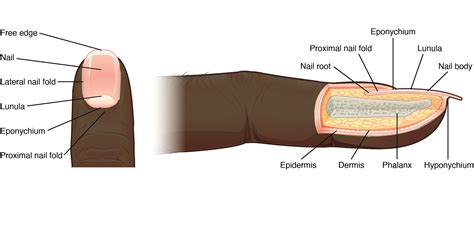 6.4: Anatomy of the Nails - Biology LibreTexts