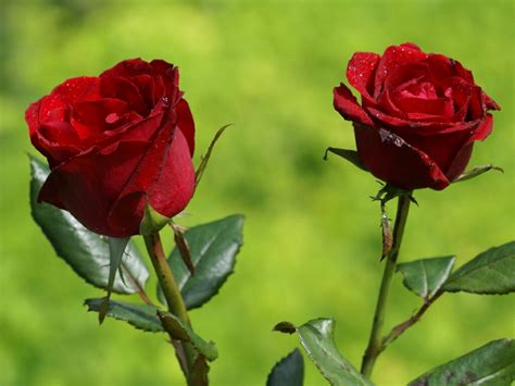 🔥 Download Flowers For Flower Lovers Wallpaper Beautiful Roses by ...