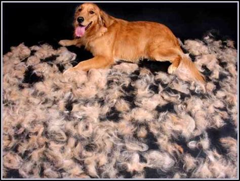 Short Hair Dog Shedding In Winter - Sheds : Home Decorating Ideas #DGkbGNpqpd