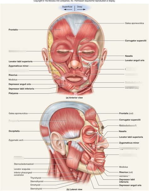 Muscles of the face Diagram | Quizlet