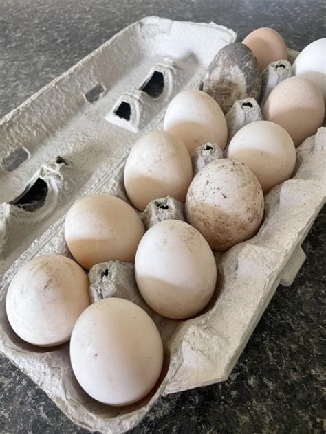 1 dozen Fertile Cayuga duck eggs | Live and Online Auctions on HiBid.com