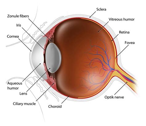 Navigating the Dark: How to Preserve Your Night Vision - ITS Tactical