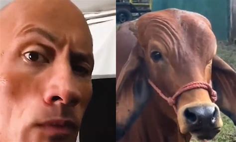 Dwayne Johnson Reacts To Desi Twitter User's Video Of A Cow Doing His ...