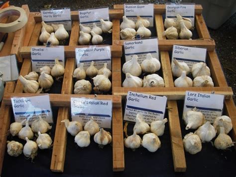 Learn if farming garlic is right for you on Oct. 17 | Morning Ag Clips