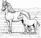 Horse Family Coloring page Printable sketch template