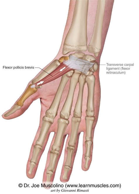 Flexor Pollicis Brevis - Learn Muscles