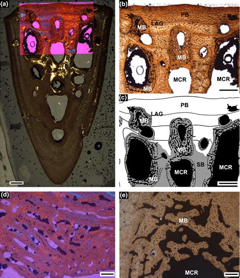 Medullary bone in fossils: function, evolution and significance in growth curve reconstructions ...