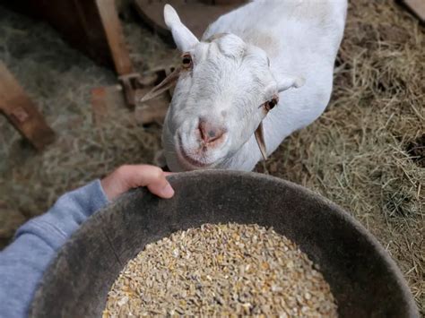 What Do You Feed a Goat? Complete Guide to Feeding Goats for Better ...