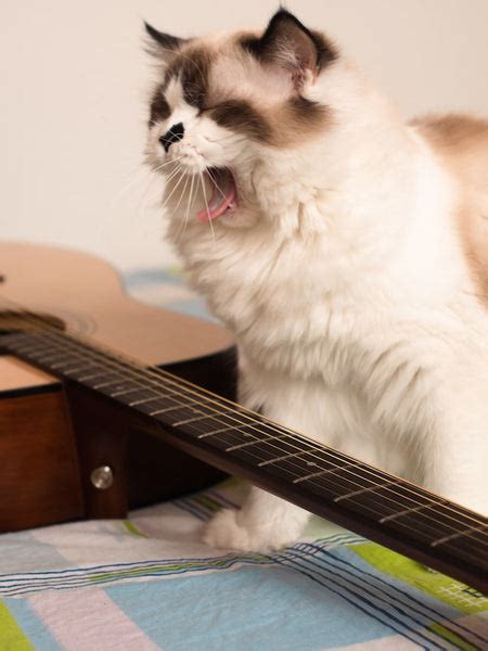Cat Chin Acne VS Chin Mites – Pottycats