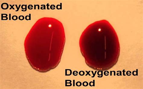 Why is it Necessary to separate Oxygenated and Deoxygenated Blood in Mammal and Birds ? - CBSE ...