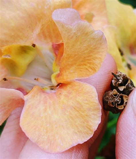 Collecting Snapdragon Seeds (Tips for Harvesting & Saving) - Bunny's Garden