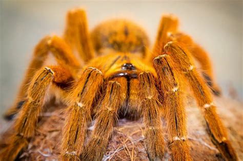 Orange Baboon Tarantula: Care, Info, Pictures & More | ThePetFAQ