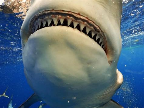 Bull Shark Teeth Rows - Shark Teeth Fossil Wiki Fandom