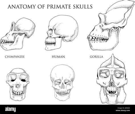 Human and chimpanzee, gorilla. biology and anatomy illustration. engraved hand drawn in old ...