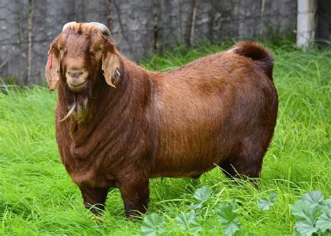 15 best goat breeds for meat – Artofit