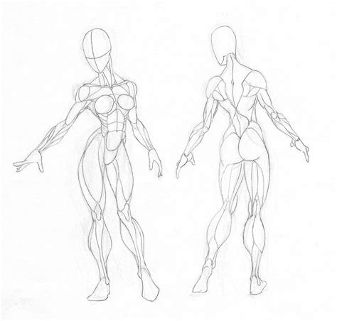 Female Muscle Groups Study by GavinMichelli on DeviantArt | Desenhando esboços, Músculos ...