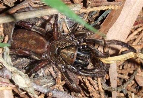 Sydney Brown Trapdoor Spider Habitat - Lynette Williams Buzz