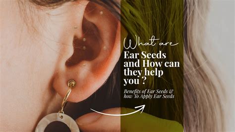 What Are Ear Seeds and their Benefits | Where To Buy Ear Seeds