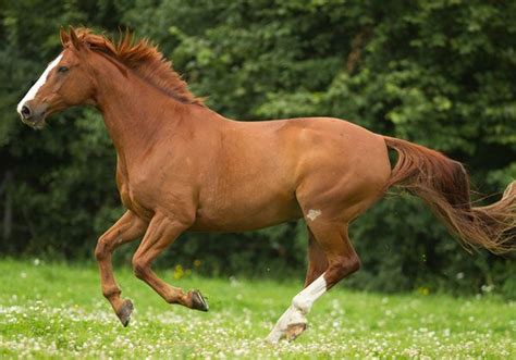 Chestnut Horse Color