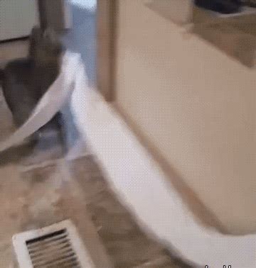 Cat Toilet Paper GIFs - Find & Share on GIPHY