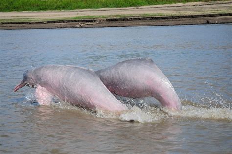 Amazon River dolphin - Whale & Dolphin Conservation Australia