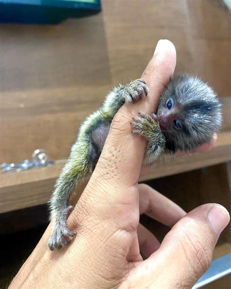 Affordable Finger Monkey for Sale $100 | Adorable Primates
