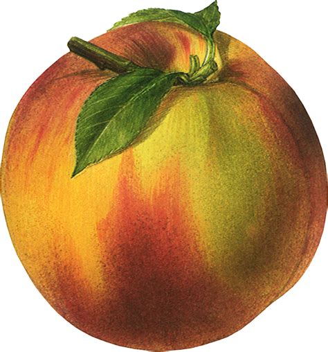 Peach PNG image