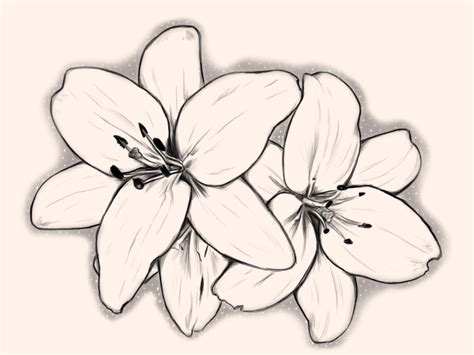 Simple Orchid Drawing at GetDrawings | Free download