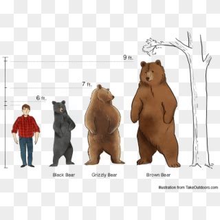 Comparison Of Commonly Found Bears And Their Sizes - Comparison Kodiak ...