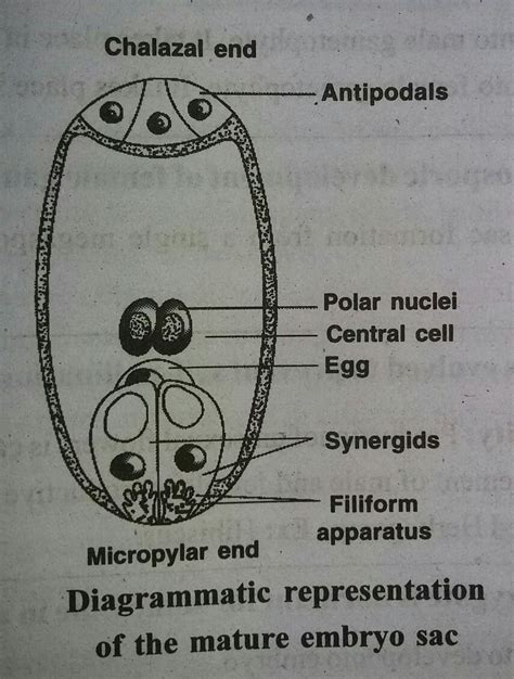 diagram of embryo sac.... - Brainly.in