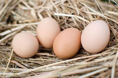 Happy Hen Treats Ceramic Nest Eggs, Brown: Amazon.ca: Pet Supplies