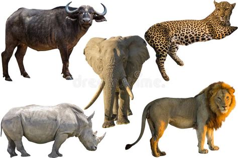 African Big Five. Animals, Buffalo, Elephant, Leopard, White Rhino and Lion isol , #AFFILIATE, # ...