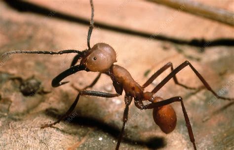 Soldier army ant - Stock Image - Z345/0190 - Science Photo Library