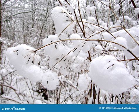 Snow doughnuts stock photo. Image of winter, white, bubble - 1214030