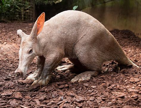 10 Interesting Aardvark Facts: Evolution, Ecology, and More